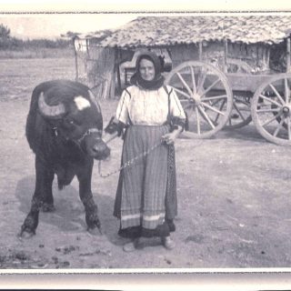 Gorgovites Karditsa in Thessalia Greece